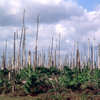 Everglades National Park, dead trees