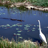 Everglades National Park, marshland, water bird