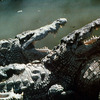 Everglades National Park, crocodiles