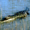 Everglades National Park, alligator