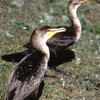 Everglades National Park, water birds