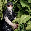 More US Child Workers Die in Agriculture Than in Any Other Industry 