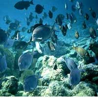 Belize Barrier Reef Reserve System and Colombias Los Katios National Park enter UNESCOs Danger List