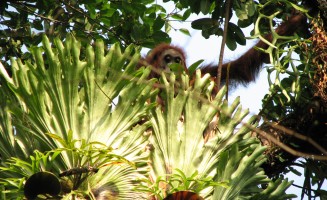 Orang outan de Sumatra dans le parc de Gunung Leuser - site mixte : réserve de biosphère et site du patrimoine mondial