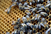 Des abeilles dans une ruche, dans le parc des Oblates, à Nantes, en 2015.