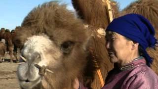 Ritual para amansar a las camellas
