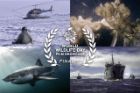 Finalists Announced for World Wildlife Day Film Showcase: Living Oceans