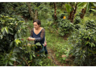 Photo essay: Growing coffee, sowing peace in Colombia