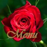 Saikat Maity's Profile Photo, Image may contain: flower, plant, text and nature