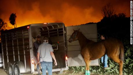 Volunteers rescue horses at a stable during the Lilac fire in Bonsall, California on December 7, 2017.
Local emergency officials warned of powerful winds on December 7 that will feed wildfires raging in Los Angeles, threatening multi-million dollar mansions with blazes that have already forced more than 200,000 people to flee.  / AFP PHOTO / Sandy Huffaker        (Photo credit should read SANDY HUFFAKER/AFP via Getty Images)