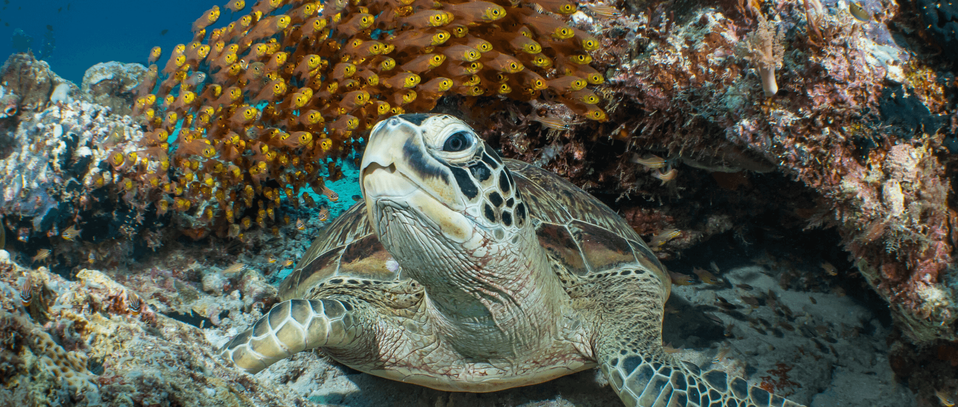 Marine turtle Galice Hoarau