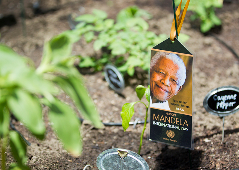 UN Food Garden and a commemorative Mandela Day card.