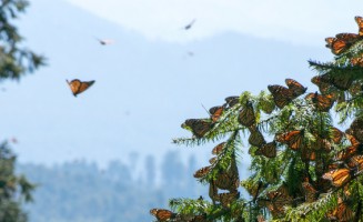 Mariposa Monarca Biosphere Reserve