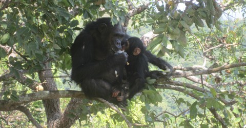 Mother and child chimpanzees in the Biosphere Reserve of Gombe Masito Ugalla in Tanzania