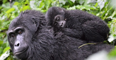 Mountain Gorilla mother and kid