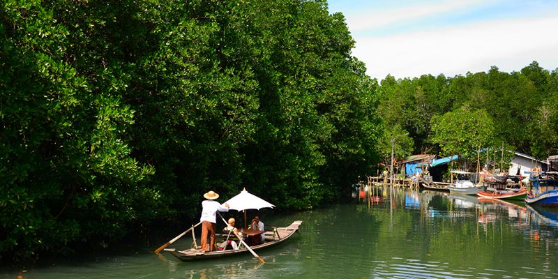 Koh Chang  mangrove