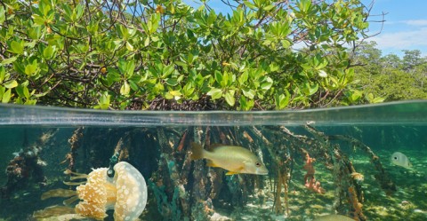 Mangrove ecosystems are rich in biodiversity, above and below water.
