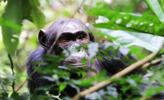 Chimpanzee in the wild, behind branches