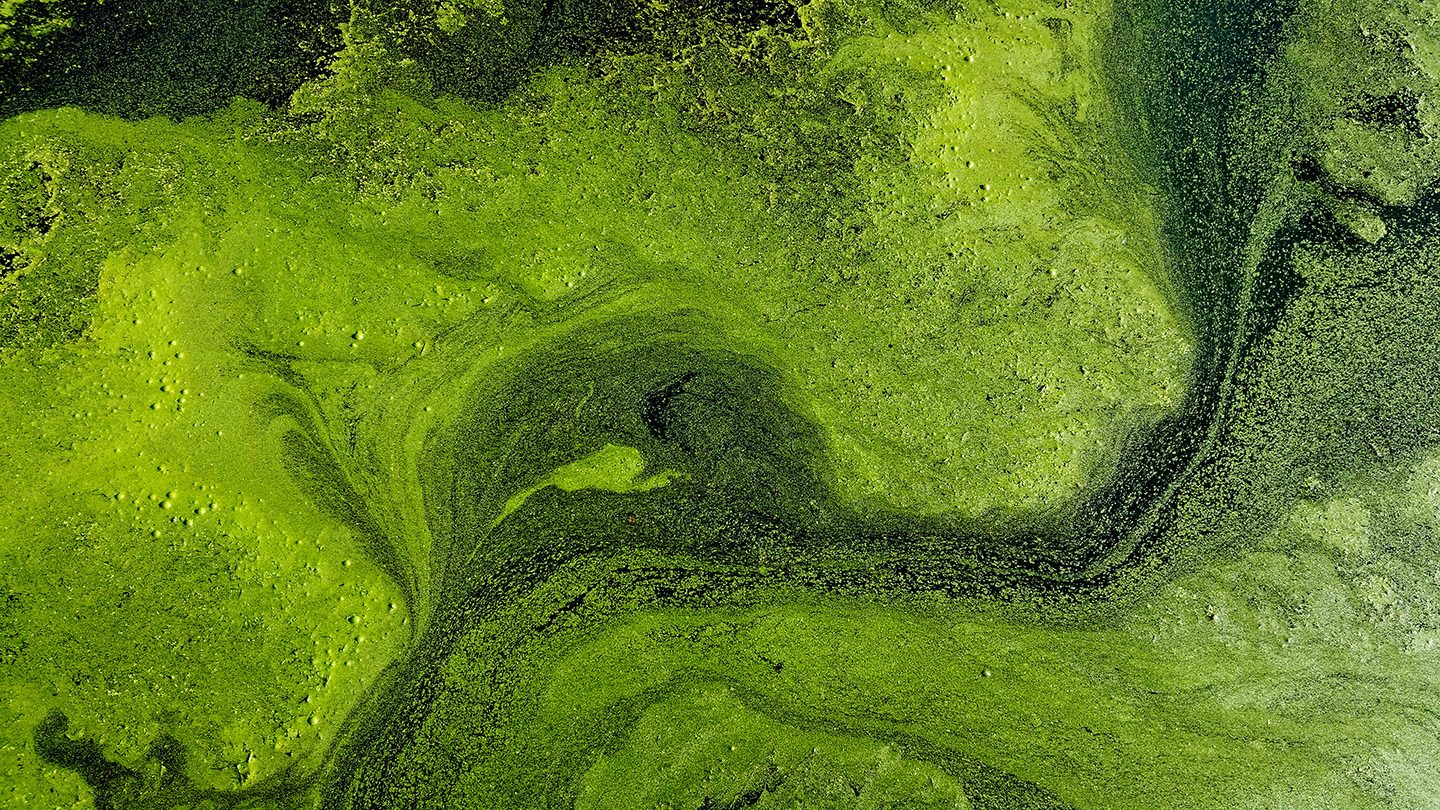 Identifying Harmful Algal Blooms