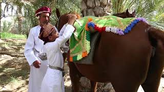 El alarde de caballos y camellos 