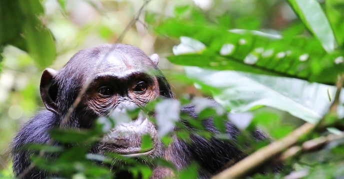 Chimpanzee behind branches / chimpanzé derrière branches