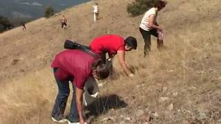 La cueillette de la germandrée sur le mont Ozren
