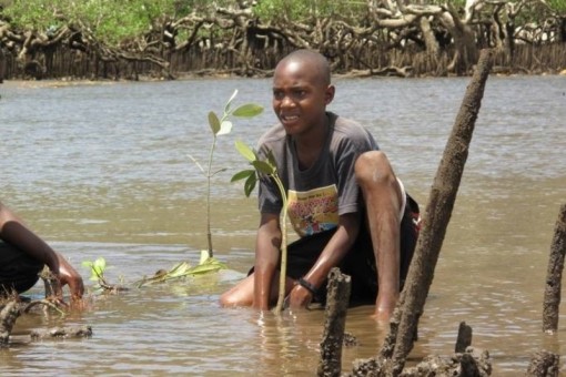 jeune homme et pousse de mangrove Mwali Biosphere Reserve