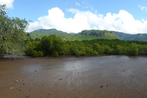 Mwali Biosphere Reserve Comoros Landscape Mangrove and beach