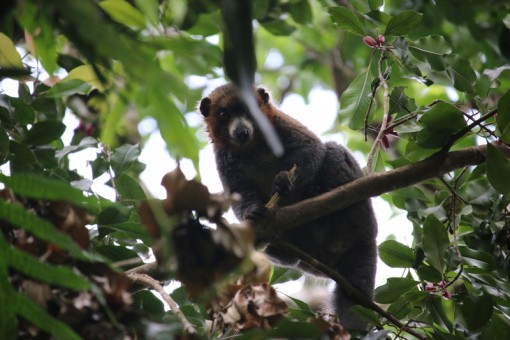 Lemur endémique dans arbre Mwali Bioshere Reserve Comores