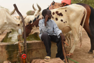Le projet BIOPALT soutient les efforts visant à préserver le bétail Kouri 