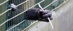 Great apes in cage with hands reaching out