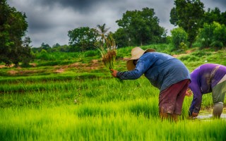 ICT helps farmer sow seeds of hope in rural Thailand