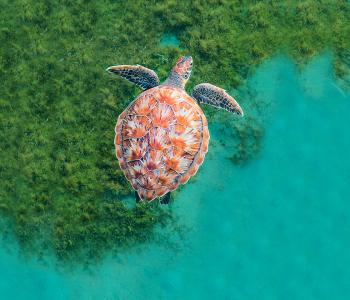 Turtle swims in Martinique