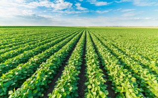 Greening Agri-food Systems