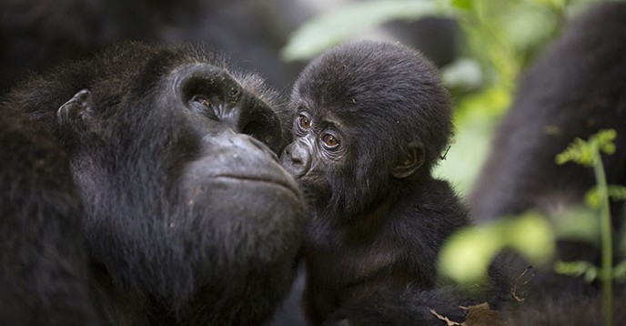 Baby mountain gorilla and mother