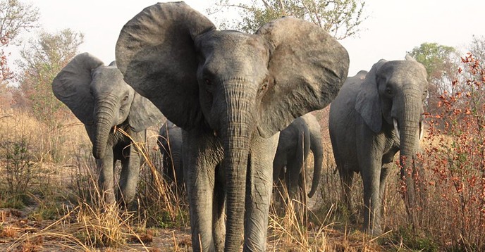 Elephants in the Pendjari Biosphere Reserve/Benin