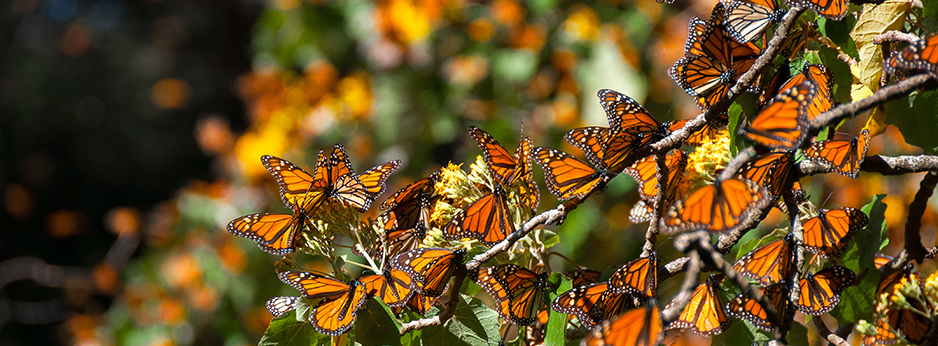 Mariposa Monarca Biosphere Reserve, Mexico. © Shutterstock.com