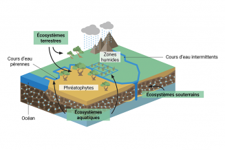 Écosystèmes dépendant des eaux souterraines  