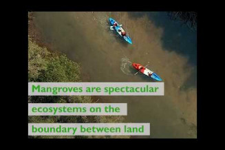 Mangroves: a unique, special and vulnerable ecosystem