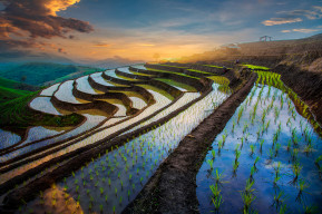 Rice paddies in Thailand