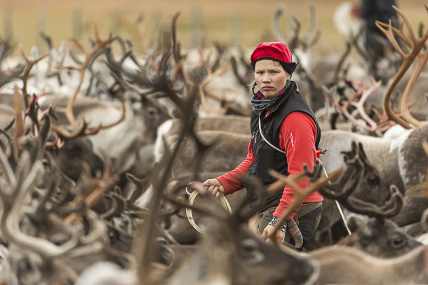 Sami reindeer herder in Vindelälven-Juhtatdahka Biosphere Reserve, Sweden