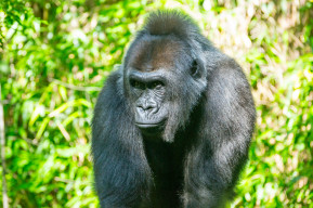 Gorillas test positive to COVID-19: what it means for Great Apes