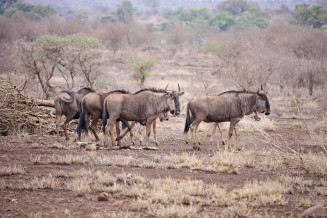 brown wildebeests standing on brown sands photo