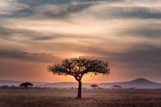 brown tree surrounded by brown grass, seregenti Tanzania photo