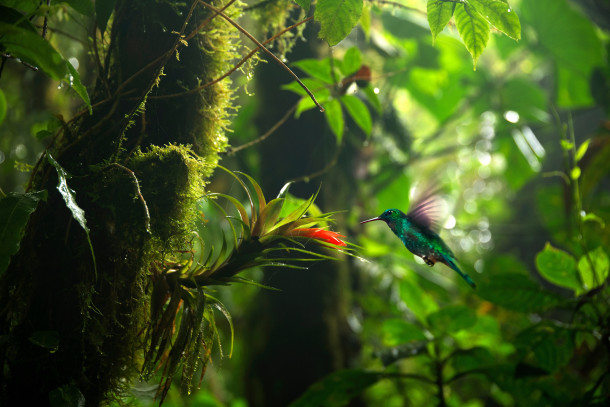 Colibri dans la foret, Costa Rica