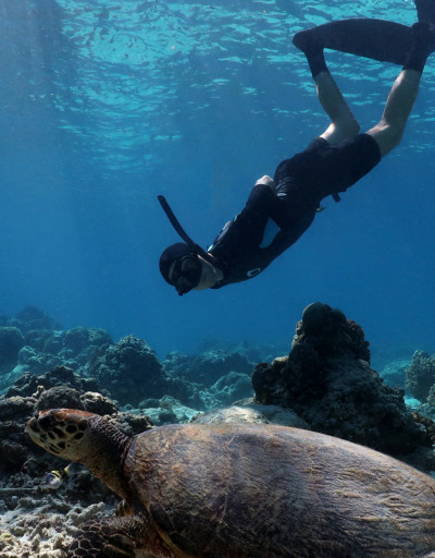 Diver with giant turtle
