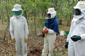 Créer le buzz en Zambie : l'apiculture au service du développement durable