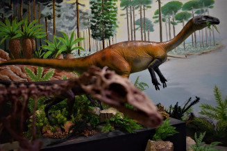 Reconstruction of the dinosaurs Buriolestes (at the front) and Bagualosaurus (at the back), part of the Paleontological Exhibition of the Support Center for Paleontological Research in Quarta Colônia UNESCO Global Geopark, Brazil