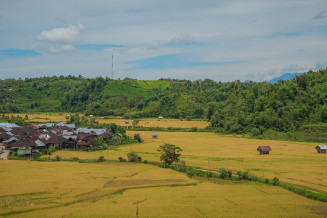 Rice fields in Pulau Tengah Village, Merangin Jambi UNESCO Global Geopark, Indonesia