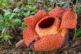 Rafflesia keithii, the largest type of rafflesia in Borneo, in bloom near Poring in Kinabalu UNESCO Global Geopark, Malaysia